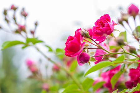 Beautiful bright shrub with rose flowers. Wicker rose. Floral background for presentation or graphic design.の写真素材