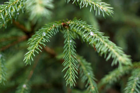 Spruce legs are decorated with raindrops. Spruce background for creative works and presentations.の写真素材