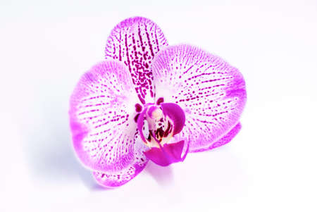 An Orchid flower on a white background. A decorative element for graphic works. Light and light composition on a white background. Flowers.の写真素材
