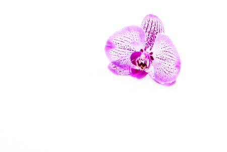 An Orchid flower on a white background. A decorative element for graphic works. Light and light composition on a white background. Flowers.の写真素材