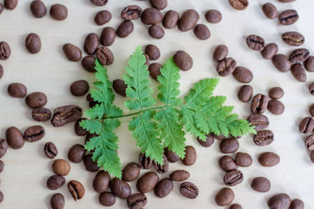 Green fern leaf and coffee beans. Roasted coffee beans on a wooden background. Light tree background.の写真素材