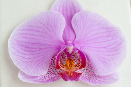 Purple Orchid flower close-up. Bright flower on a light background.の写真素材