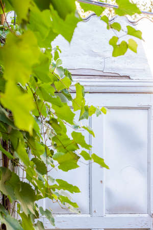A vine twined around the old painted door. White old door.の写真素材