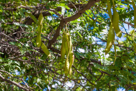 Robinia, aka white acacia. A tree with fruits like legumes.の写真素材