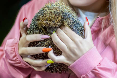 Little hedgehog. Prickly hedgehog in the hands.の写真素材