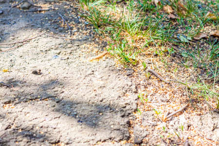 Cracked asphalt and grass. Green grass in the cracks of the asphalt.の写真素材
