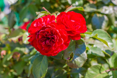Red rose Bush. A beautiful scarlet rose blooms in the garden. Flowers in a flower bed.の写真素材
