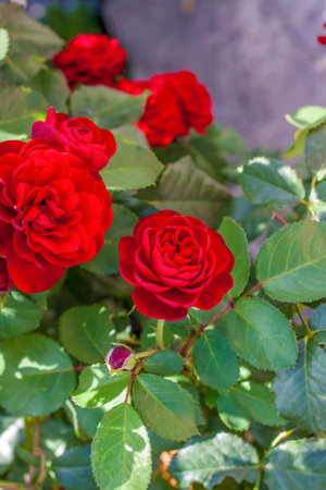 Red rose Bush. A beautiful scarlet rose blooms in the garden. Flowers in a flower bed.