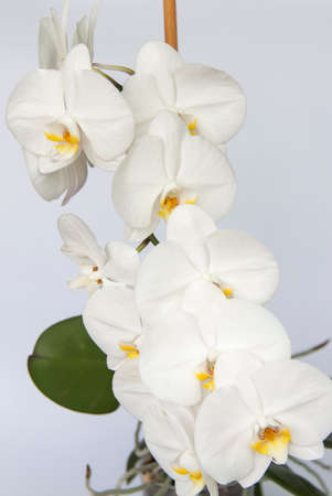 White Orchid flowers on a light background. White flower. Beautiful Orchid flower.の写真素材