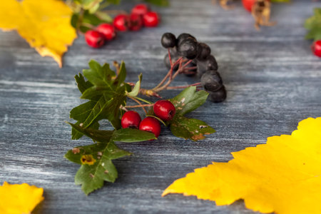 Autumn background. Harvest festival theme on a dark background. Festive autumn decor of berries and...