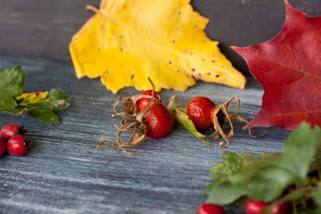 Autumn background. Harvest festival theme on a dark background. Festive autumn decor of berries and leaves. The concept of thanksgiving or Halloween. Autumn composition. Autumn background.の写真素材