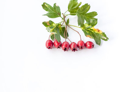 A sprig of red hawthorn on a white background. Hawthorn berries on isolate. White background.
