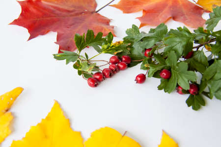 Autumn background. Harvest festival theme on a white background. Autumn decor of berries and leaves.の写真素材