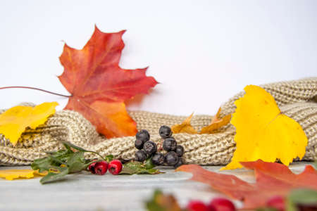 Autumn background. Decor of hawthorn berries, mountain ash berries and leaves on a painted wooden surface. Autumn composition for a postcard or banner.の写真素材