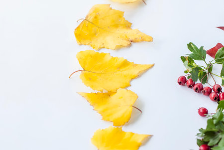 Autumn background. Harvest festival theme on a white background. Autumn decor of hawthorn berries...