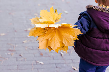 A bouquet of maple leaves in the hand of a child who is walking through the Park. Maple leaf. A...