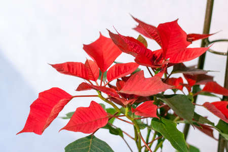 Pot with a home plant on a light background. A plant with red and green leaves. Poinsettia in a pot on a shelf.の写真素材