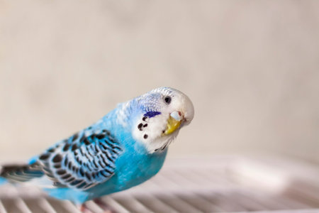 A beautiful blue budgie sits without a cage. Tropical birds at home. Feathered pets at home.