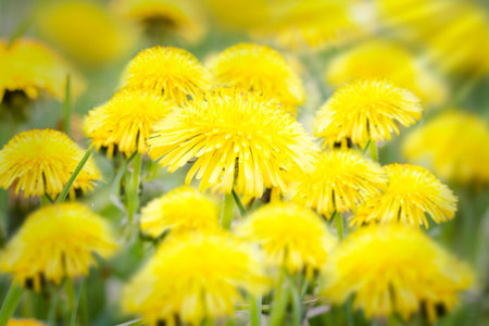 A green field with yellow dandelions. Close-up of yellow spring flowers on the ground. Yellow...