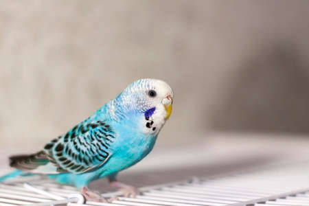 A beautiful blue budgie sits without a cage. Tropical birds at home. Feathered pets at home.の写真素材
