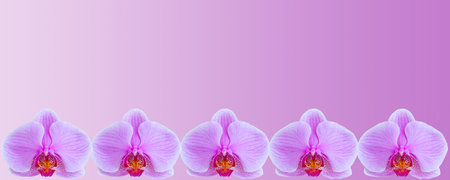 Delicate background with purple orchid flowers for postcards and graphic works. Banner, panorama with space for text. Background for the postcard.の写真素材