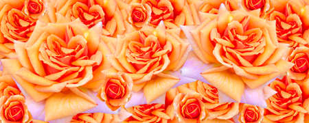 A banner with a spring concept. Yellow-orange roses. A postcard for a woman.の写真素材