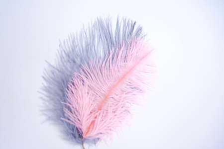 Ostrich colored feathers on a white background. A pen on an isolated background. Ostrichの写真素材