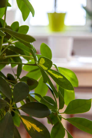 A home-made pot of flowers. Green foliage. Potted flowers. Home decor.の写真素材
