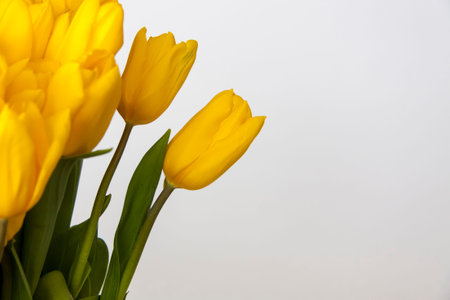 A bouquet of fresh yellow tulips on a white isolated background. Spring flowers in a vase. The...