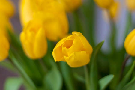 A bouquet of yellow tulips. Bouquet of fresh tulips close-up. Spring flowers in the interior. The concept of spring or holiday, March 8, International Women's Day, birthday.の写真素材