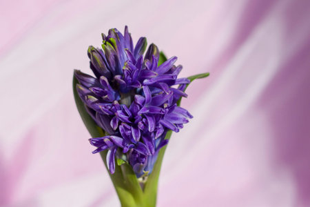 Blue hyacinth flower on a delicate fabric background. Flower bud. Close-up of a beautiful blue...