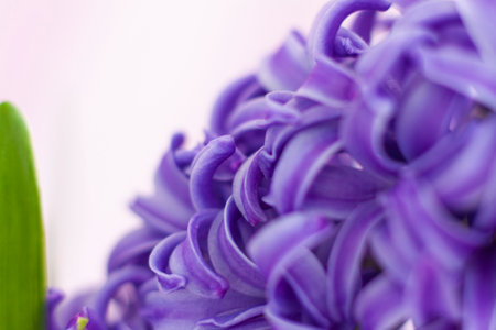 Blue hyacinth flower on a delicate background close-up. Flower bud, macro photography. Close-up of a beautiful blue hyacinth flower. The first spring flower is a blue hyacinth. Selective Focus. Floraの写真素材