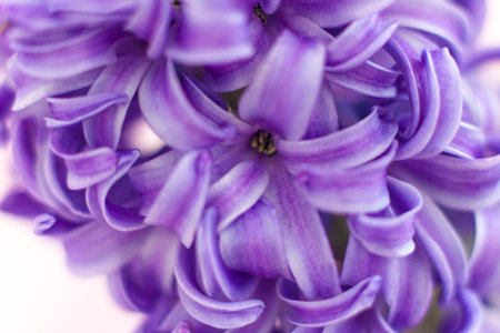 Blue hyacinth flower on a delicate background close-up. Flower bud, macro photography. Close-up of a...