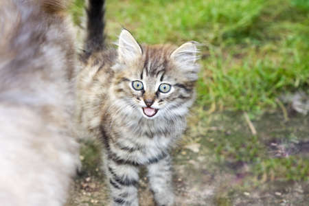 A small gray kitten in nature in the grass. Portrait of a kitten. Domestic animalsの写真素材