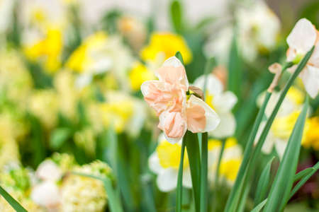 A flower bed with yellow daffodils blooming in the spring garden. In the spring, daffodils of various types bloom in the garden. A blooming daffodil. Blooming daffodils in spring. Spring flowers.の写真素材