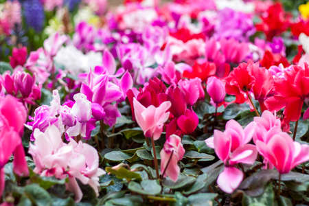 A floral carpet of red and pink cyclamen persicum plants in the spring garden. In the spring, cyclamens of different colors bloom in the garden. Blooming cyclamen. Spring flowers. Pink and red flowers.の写真素材