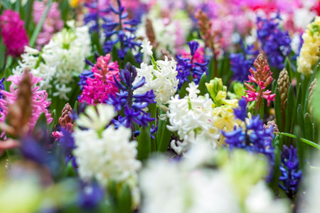 Blooming spring hyacinth flower in a flower bed. Colorful hyacinths, traditional Easter flowers, floral background. Close-up macro photography, selective focus. The concept of a holiday card.の写真素材