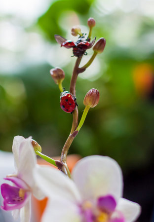 Not a real insect sitting on a branch. The plastic ladybug is made by hand. Home decor.