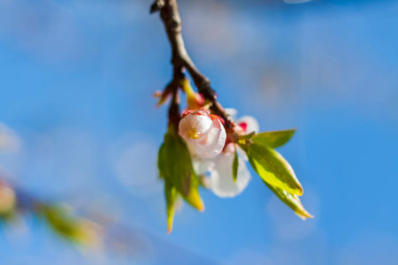 Nature in spring. A branch with white spring flowers on the tree. A flowering tree. A blooming landscape background for a postcard, banner, or poster. Close-up macro photography, selective focusing.の写真素材