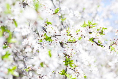 Nature in spring. A branch with white spring flowers on the tree. A flowering tree. A blooming...