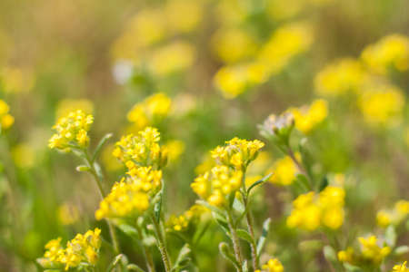 A meadow field with fresh grass and yellow flowers. Summer spring natural landscape. A blooming landscape background for a postcard, banner, or poster. Close-up macro photography, selective focusing.の写真素材