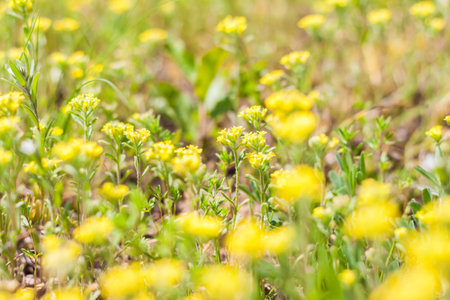 A meadow field with fresh grass and yellow flowers. Summer spring natural landscape. A blooming...