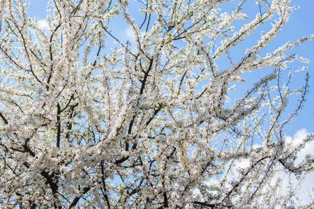 Nature in spring. A branch with white spring flowers on the tree. A flowering tree. A blooming landscape background for a postcard, banner, or poster. Close-up macro photography, selective focusing.の写真素材