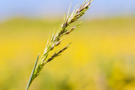 A meadow field with fresh grass and yellow flowers. Summer spring natural landscape. A blooming...