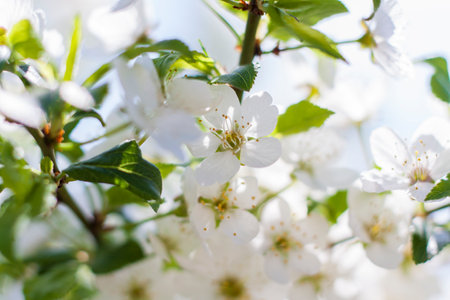 Nature in spring. A branch with white spring flowers on the tree. A flowering tree. A blooming landscape background for a postcard, banner, or poster. Close-up macro photography, selective focusing.の写真素材