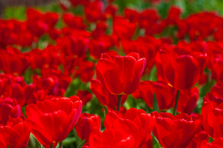 Background of red tulips. A beautiful tulip in a meadow. A flower bud in the spring in the sun....