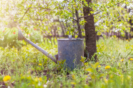 An old iron watering can stands in the garden. Gardening and gardening, Outdoor activities in the country