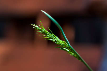 Macro photography of a blade of grass on a softly defocused background. Soft natural colors and fine details of the grass. Macro photography of plants. Selective focus. Blurred background.の写真素材