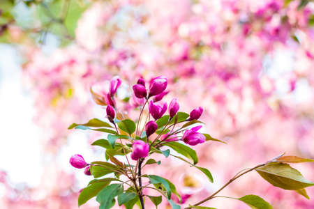 Apple tree in bloom, pink bright flowers. Spring flowering of the apple orchard. Floral background for presentations, posters, banners, and greeting cards. Soft focus, nature background.の写真素材