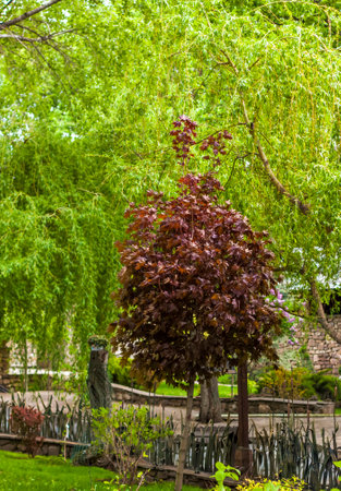 A red maple tree on a background of bright green. The foliage of the red maple. Nature and gardens.の写真素材